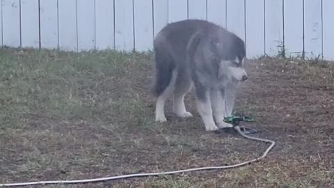 Husky Plays With Sprinkler