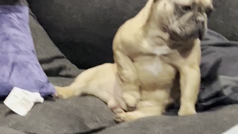 Frenchie with his Favorite Toy