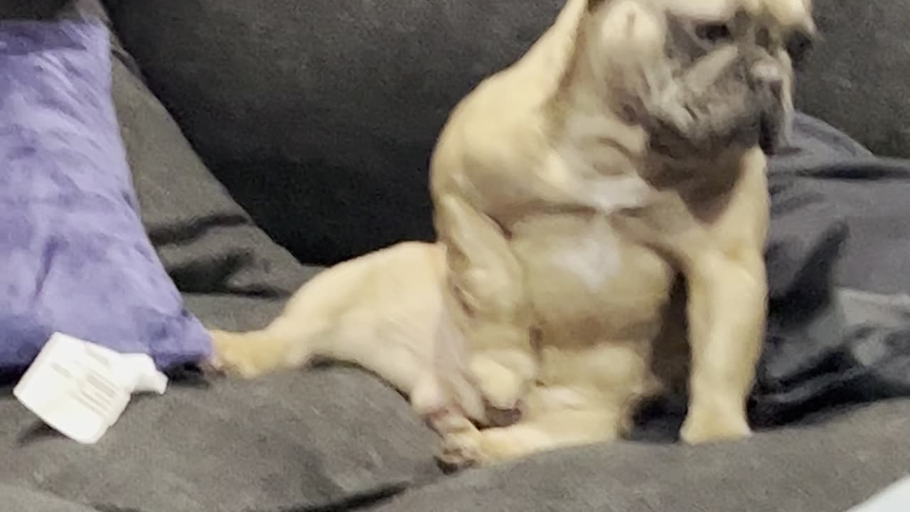 Frenchie with his Favorite Toy