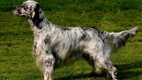 English Setter - Dog Breed.GOOD VIDEO