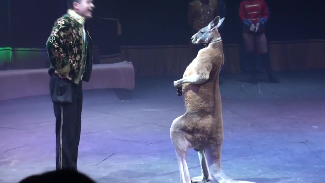 Circus. The show of different animals. Bisons, kangaroos, ostriches & giraffe