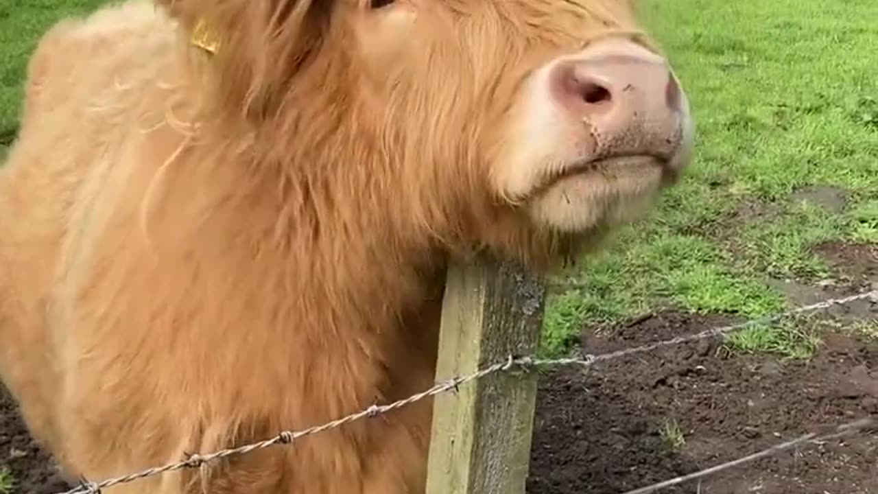 funny animal videos, wow animals, best animals videos, #rumble #animals