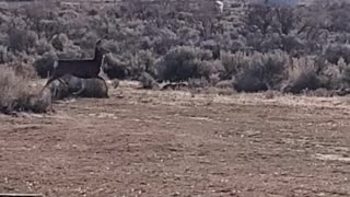 Terrified dear fleas from a man in Terror