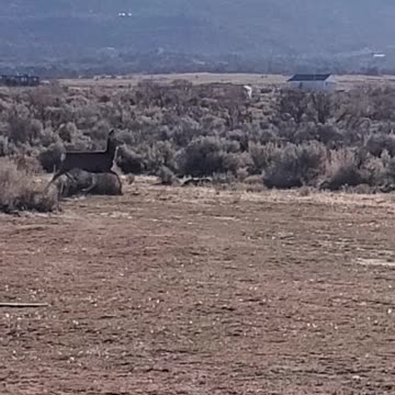 Terrified dear fleas from a man in Terror