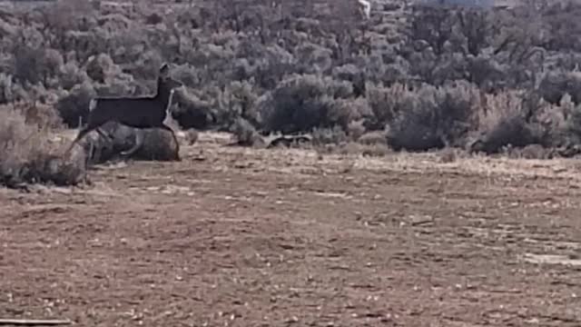 Terrified dear fleas from a man in Terror