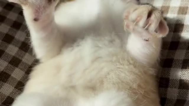 Cute little cat