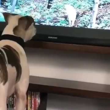 Try Not To Laugh Dog Compilation 😂 - Funny Dog Videos.