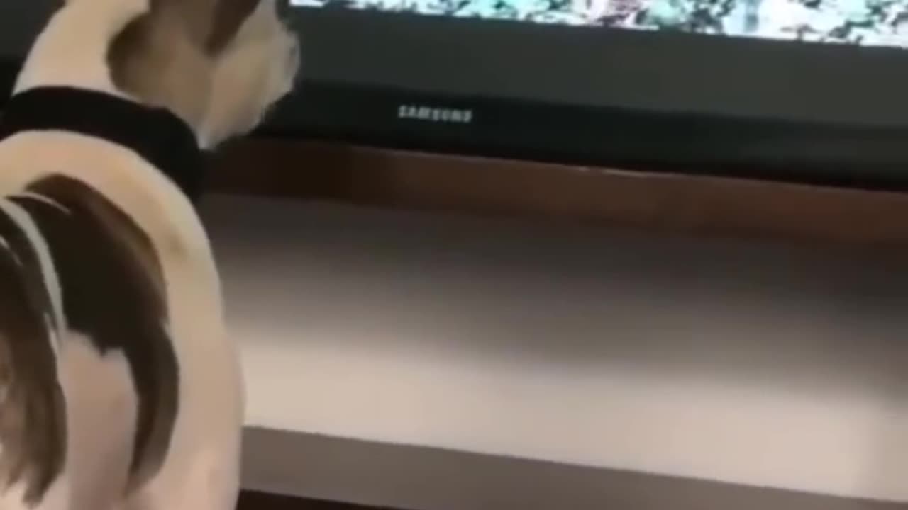 Try Not To Laugh Dog Compilation 😂 - Funny Dog Videos.