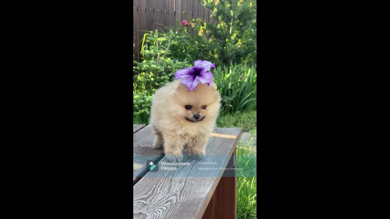 Animals Funny Videos 😂 #shorts #funnyvideos #animalfunnyscene