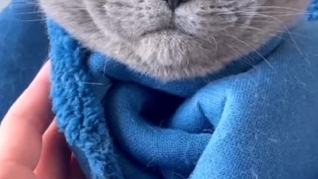 I'm so sleepy. Would you please not disturb my sleep?