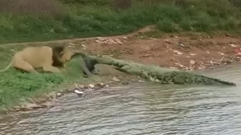 lion vs crocodile