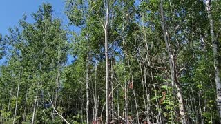 Tree Felling Threatens Trailer