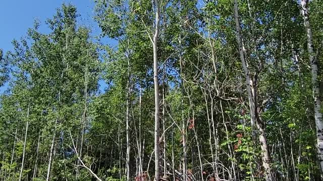 Tree Felling Threatens Trailer