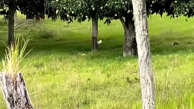 DEUS SALVE O BRASIL, DEUS SALVE O BRASIL, DEUS SALVE O BRASIL...