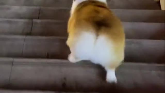 Osm dog, dog lovers and like this dog