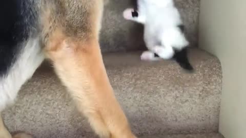 Helpful Pup Carries Foster Kittens Upstairs