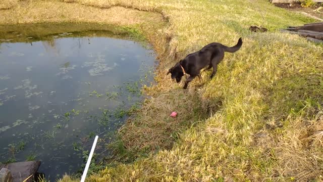 Dog playing whit ball