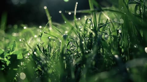 Wet grass