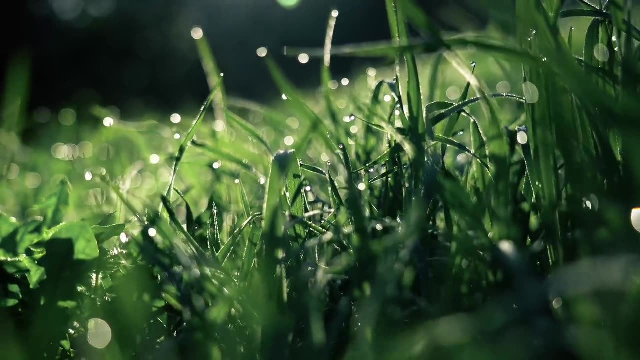 Wet grass