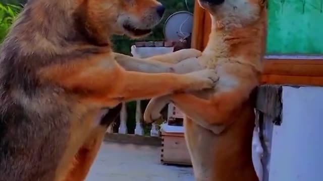 Funny Cute Dogs Video