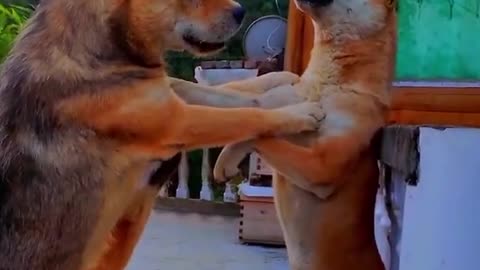 Funny Cute Dogs Video