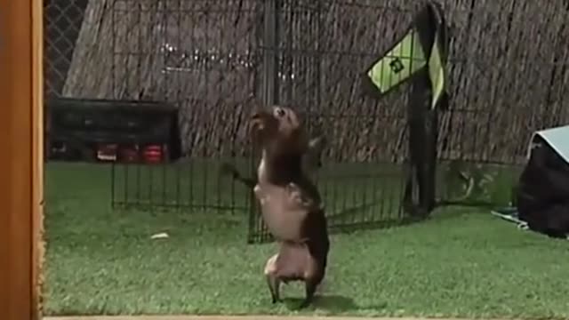 Small animals are very good owners of the feelings