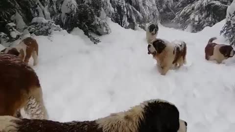 Dogs video.HD beautiful amazing trainer