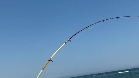 🚁Drone Shark Fishing🚁 #fishing #fish #florida #longisland #shark #newyork #beach #sharkfishing #ny