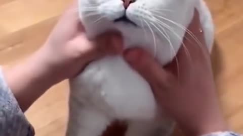funny cat videos cute cats cute animals baby cats kittens best jokes funny memes 2022-(1080p60)