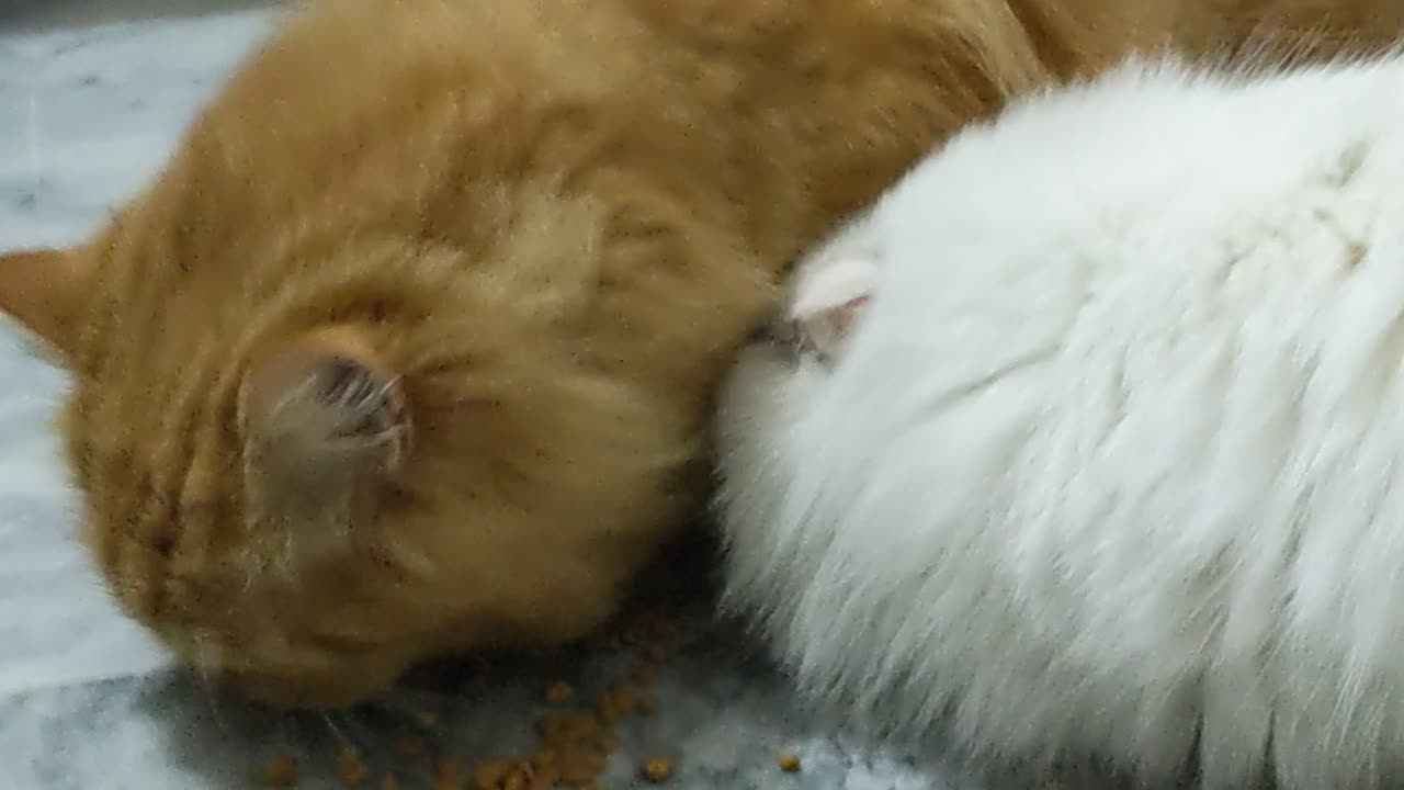 Cute Cat πΊπ
