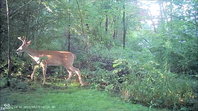 Backyard Trail Cams - Buck Deer Summer Strolling and Browsing