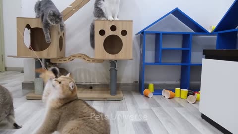 Funniest Cat and Dogs Video🤣🤣😂