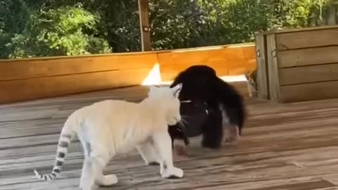 Funny animals radio