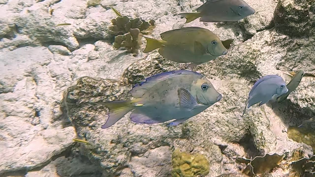 Caribbean Ocean Surgeonfish