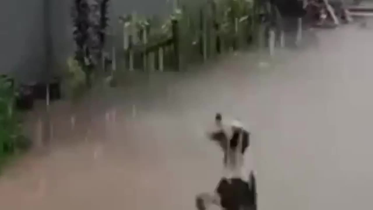 DOG ENJOYING THIS RAIN