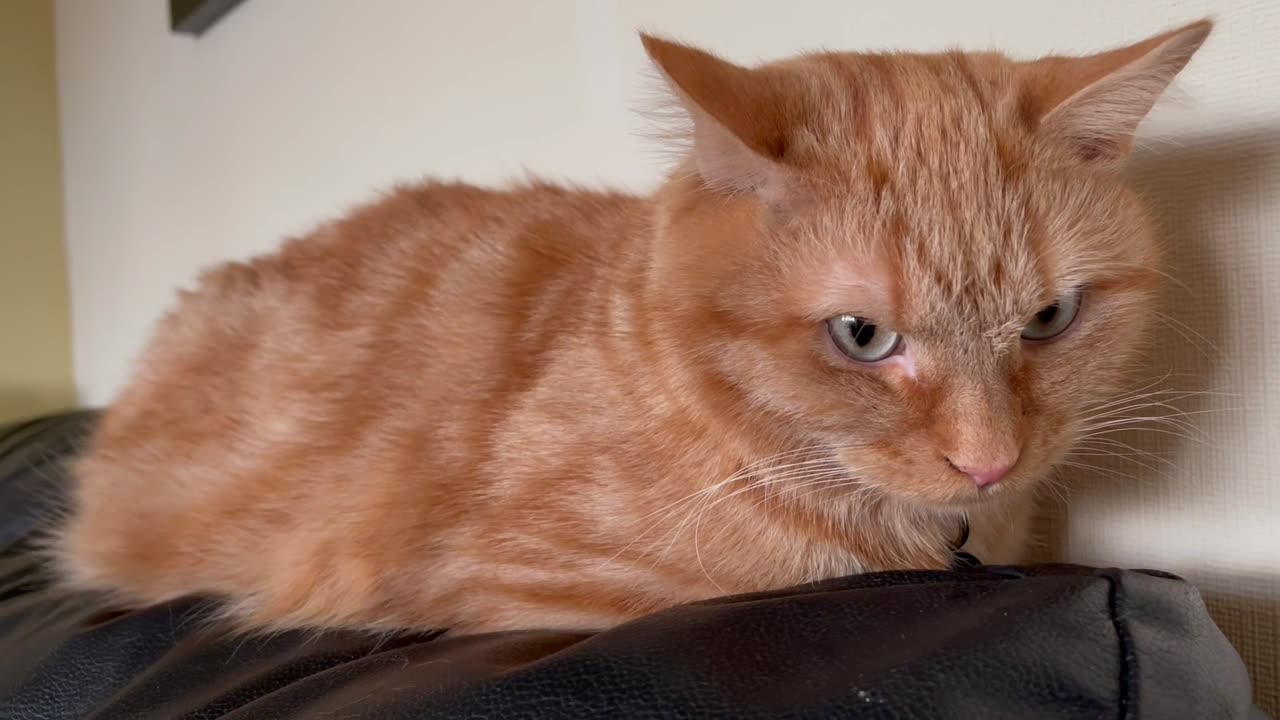 The cat is very angry because his owner said he would take him for a walk but didn't