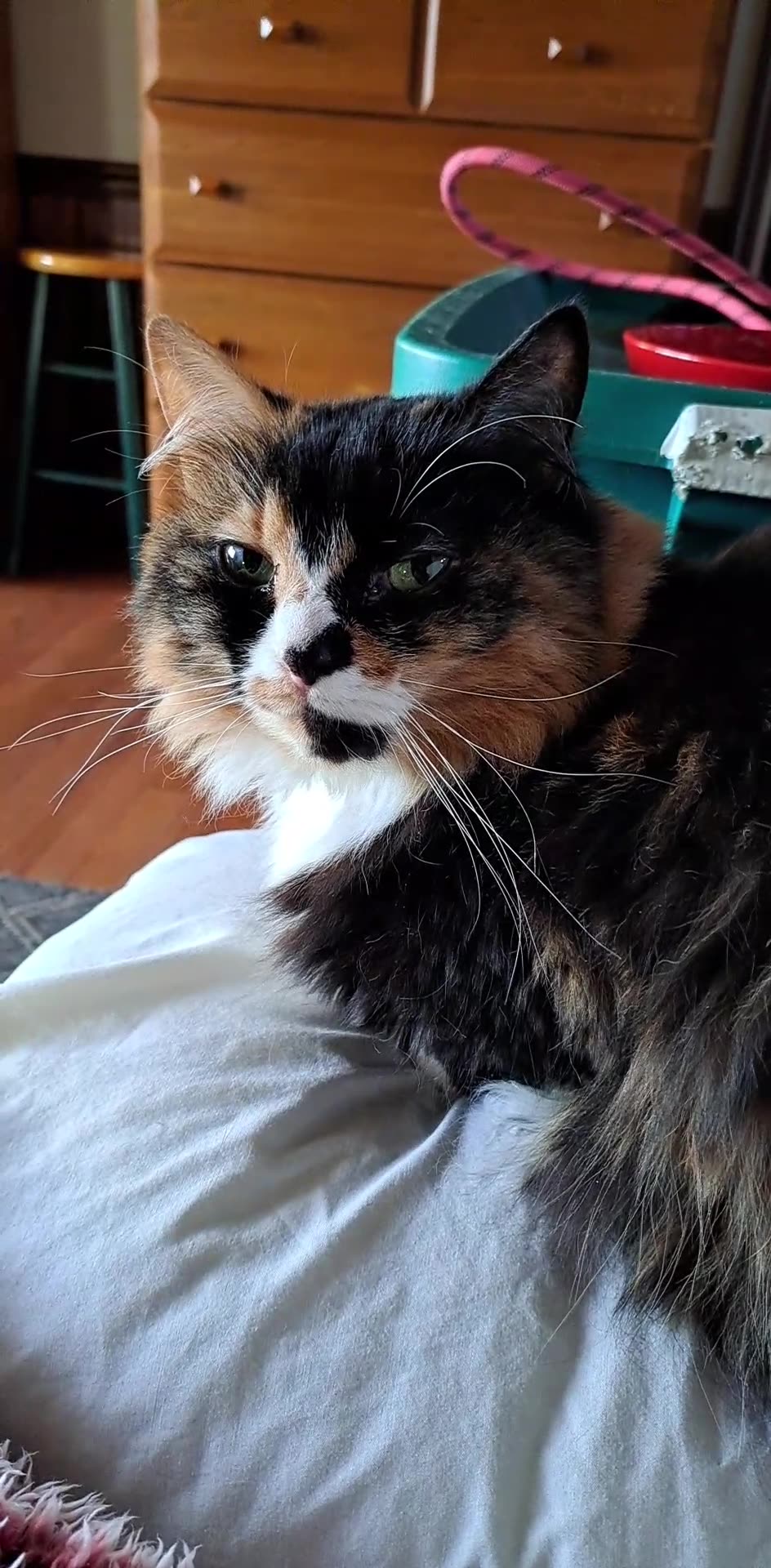 Kitty Rumble KCANN sweet kitty