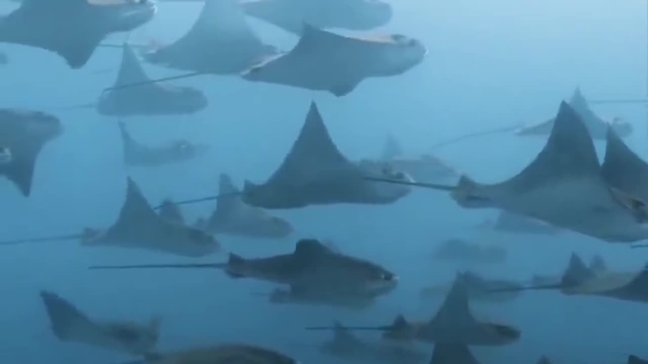 Scary shark