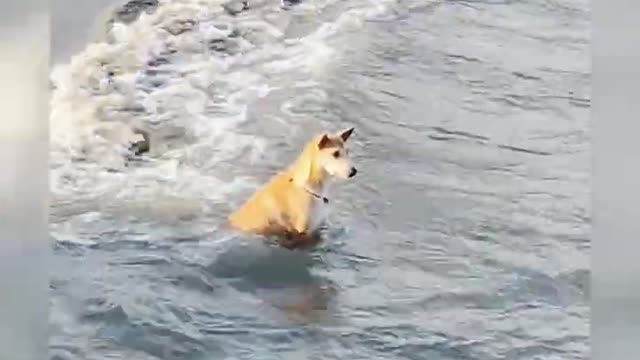 Dog waiting for friends