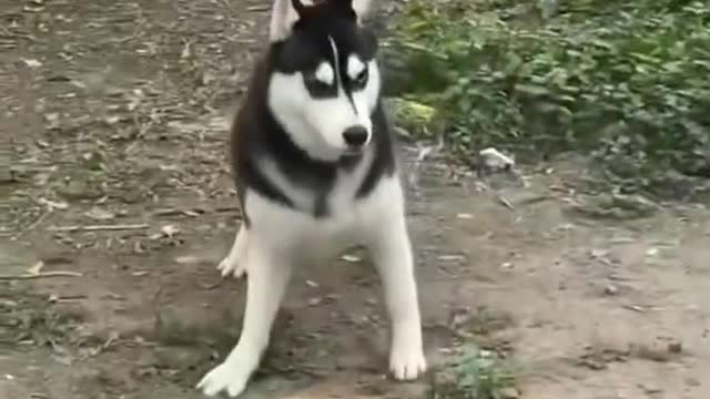 HUSKY THE COOLEST DOG Shorts |Review Reloaded | Cheeni There