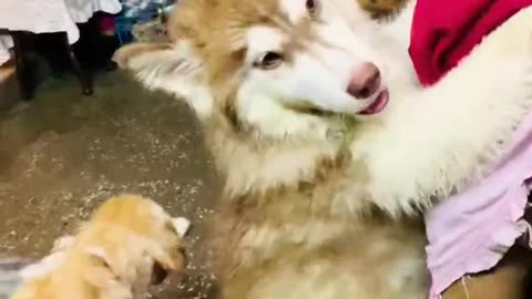 Cute husky