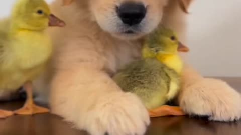 Sweet dog and duckling played moment🐱