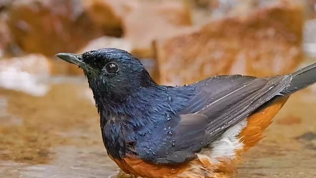 Shama Having a Bath