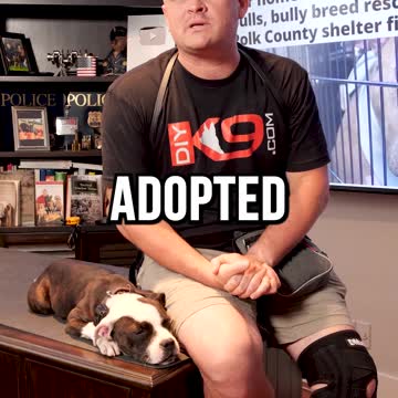 The Story of Mister Chief, Our Adopted Black Labrador Retriever