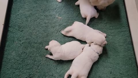 Emma and Dane's Pups, 2 Weeks Old