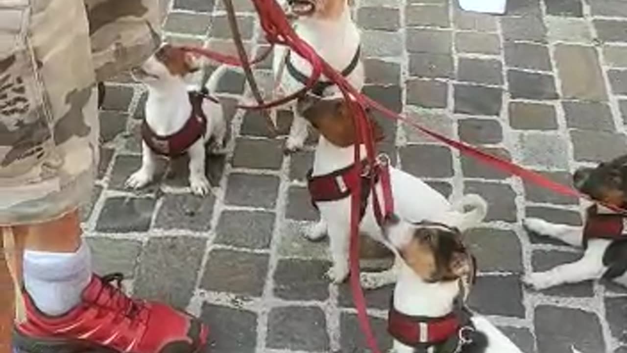 Jack Family Going to Walk