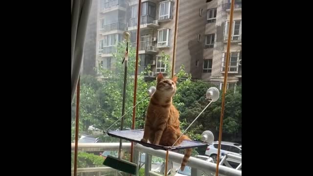 Funny Animals Best Of The 2021 Funniest Animal Videos