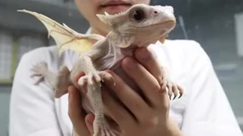 Dragons are no longer myths