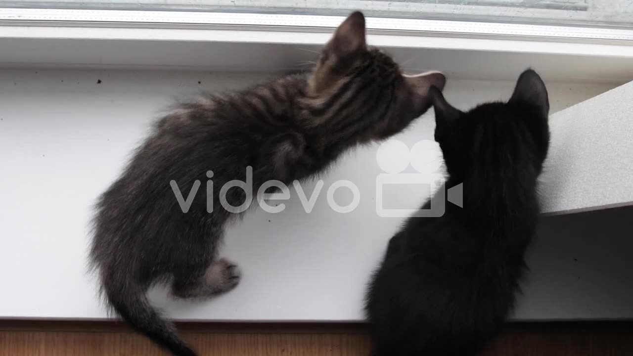 Little kittens having fun