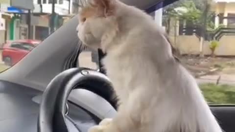 Cute and Funny Cats